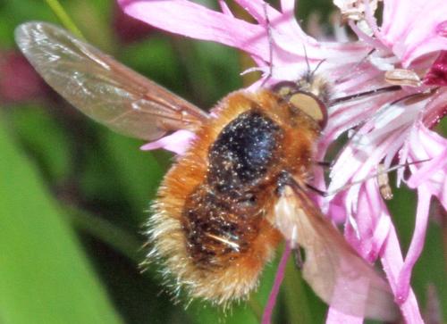 Bombylius sp.
